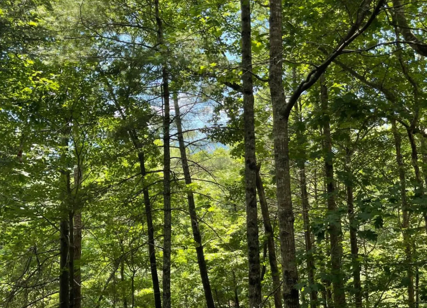 Nees Nest Holiday home Lake Lure